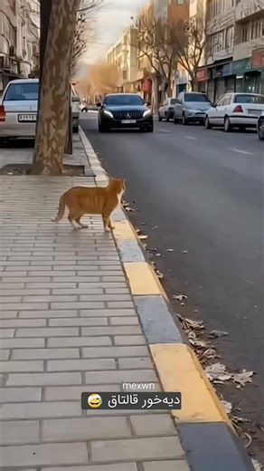 𝗕𝗛𝗔𝗩𝗘𝗦𝗛 𝗩𝗜𝗦𝗡𝗔𝗚𝗔𝗥💫 on Instagram: "નોટંકી બિલાડો 😂#thandapan_gj2 #thandapan"