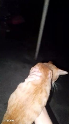 this is how i pick up my cat •_•