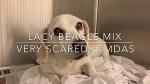 LACY ID #A2023474 Female Beagle Mix just reaching her senior years at around 8. She is so white and soft, poor baby is petrified in this cruel environment. She shivers quietly alone in that corner cage. She is not the one crying in the video although I could hear her crying deep inside. She came is as a stray on Feb 17th. I thought for sure she could have been lost and her owners would come looking for her but I could also be wrong. #savelacy #beaglemix #beaglerescue She is located at ⬇️⬇️⬇️ Mia