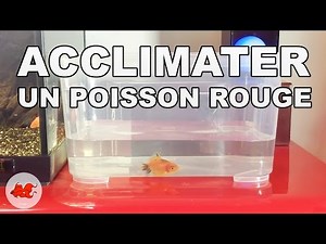 Acclimate a Goldfish