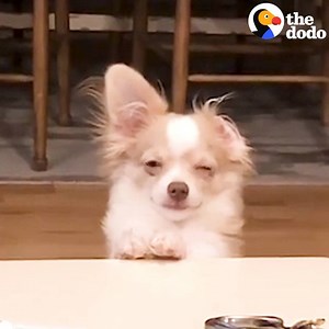 Good boys gone BAD 😂😂😂 | The Dodo