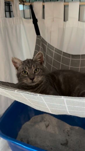 Greyson likes to sleep in. Very comfortable in his hammock even though he is free to get out and play around the house! Let me know if you are interested in Greyson. He has the SOFTEST fur ever! St Pete Kitten Lady / Pinellasy County FL / Tampa Bay Area kittens. #cutekittens #kittenlady #kittenwhisperer #greycat #sleepyhead | Jens Jellybeans kitten foster