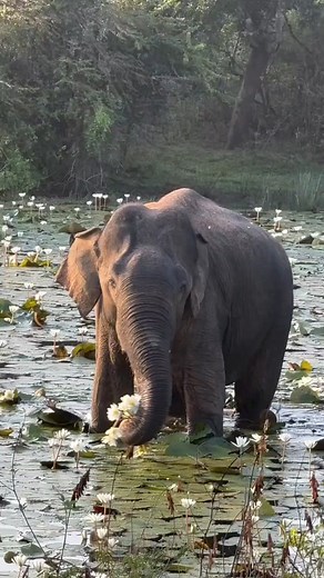 1.6M views · 49K reactions | මල් කොල්ලෙක් Voice For...