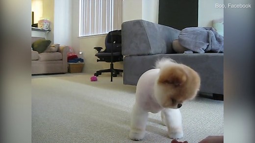 Social media sensation Boo the Pomeranian 'dies of heartbreak' aged 12