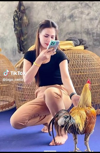 Legends of Ayam Pama: Pertarungan dan Video Viral