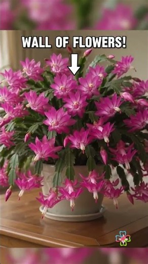 Get TONS of Christmas Cactus Flowers Every Year With This Trick