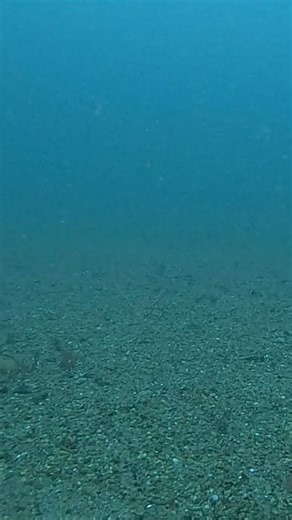 Here is an answer to a question that we get asked a lot, and a really unique video from our BRUVs (Baited Remote Underwater Video System) research to answer it. Do all sharks need to swim constantly to survive? Here we have a smooth dogfish shark that has decided to position itself in the current, presumably to facilitate water flow into an open mouth. But, is that enough? Look closely at the sharks gills for the answer and feel free to guess what is going on here! Either way, this shark stopped