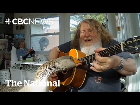 #TheMoment a man and goose became musical buddies