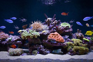 Fish Compatibility: Not All Fish Are Compatible | FishLab