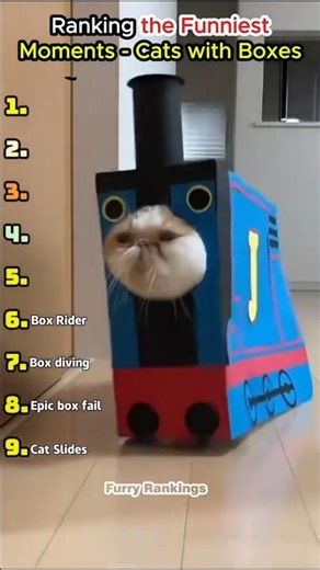 Ranking Funniest Cat Moments: Cats with Boxes 😹📦