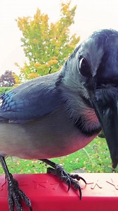 1.8K views · 8.5K reactions | Take nature with you on the go! Automatic alerts notify you of bird visitors & send you a friendly photo.  AI-powered camera for high-resolution photos 襁 Recognizes 1000+ bird species  Educates with in-app facts about your bird visitors Share your most sensational shots with friends and family to spread the joy of nature! | Birdbuddy | Facebook