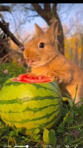 cute rabbit/Dil Mera senti hai tu dil na mera tod na❤️❤️