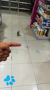 Handfed Tamed Pineapple Conure Chicks are now available فرخ كنيور الاناناس متوفر حاليا Hadath branch 05-471616 ; 71-687111. Salim Salam branch : 01 700843 ; 03 107447 فرع الحدث : 05471616 71687111 و سليم سلام: 01700843 03107442 | Pet Zone