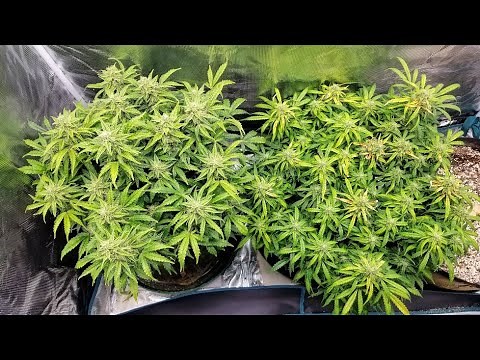Gorilla Glue Auto's Update. 5 weeks In Flower. Beginning Of Re-veg On Gorilla Glue Photo Period.