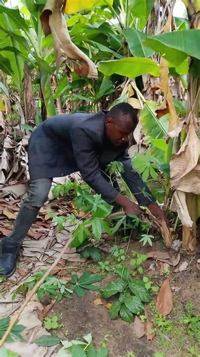 see super man 😂😭 #fypシ゚viral #comedy #viral #shortvideo #viralvideo #viralshorts #subscribe #share