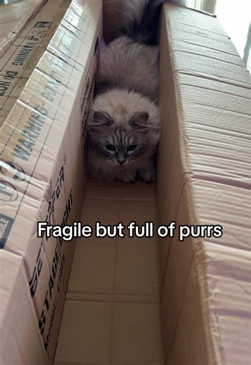 I live here now, rent is one treat per hour 😸 #cat #siberiancat #catslife #box #funny