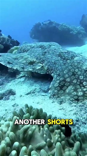 Wobbegong Shark | The Unique Camouflage of Raja Ampat 🌊🐟 #shorts #wobbegongshark #carpetshark