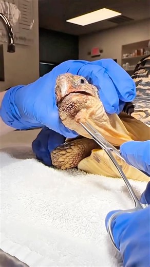 Turtle Vet Checkup 🐢💉 | Botfly Removal + Quick Treatment #TurtleCare
