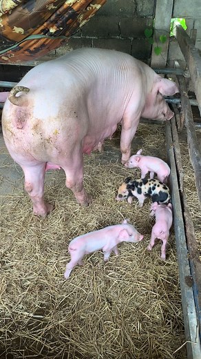 American Yorkshire Pig #reelsviral #reelsvideo #reelsfb #reelsinstagram #piggy #chubbyme #reelsviral #cute #reelsfypシ #pig #pigs #piggy #pigsofinstagram #piglets #minipig #piggies #oink #petpig #pigstagram #guineapig #micropig #animals #love #cute #farm #farmlife #farming #farmer | Pig Videos
