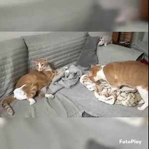 19K views · 1.3K reactions | SANDRO E ARCHIMEDE... panini workout...il Pres getta la spugna prima del più giovane rivale Archi... sarà mica colpa del girovita?  La conclusione? Svenuti dopo una fatica titanica藍藍藍 | Balzoo Disabilandia - Progetto Disabili | Facebook