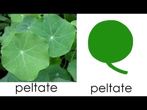 Parts of, Types of, and Shapes of Leaves