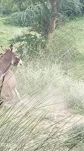 14K views · 36 reactions | Angry donkey life animals #donkeys...