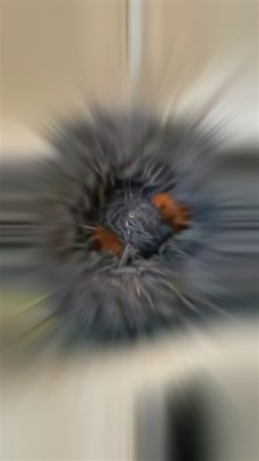 iSqueak on Instagram: "These precious babies LOVE their burrowing tunnel! 🌿 Did you know guinea pigs are descended from wild cavies that live in burrow systems? Tunnels provide mental stimulation, exercise, and that crucial feeling of safety they instinctively seek. Want this for your piggies? 👉 Link in bio! (Affiliate link - we earn a few dollars at no extra cost to you, and every cent goes back into guinea pig care 💕) Tunnels encourage natural behaviors and reduce anxie