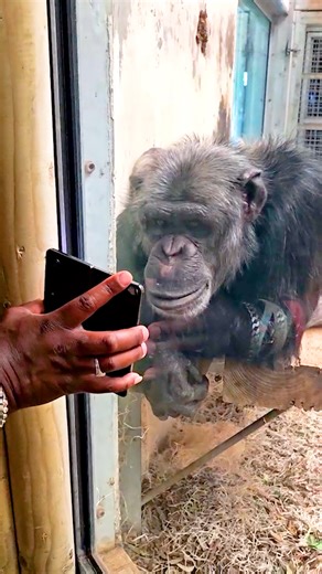 100K views · 2K reactions | Watching this chimp react to a movie makes it hard to accept that he's confined to a cage 梁 | Sharing is Caring | Facebook