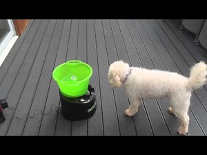 Dex and Molly using a GoDogGo Ball Launcher.