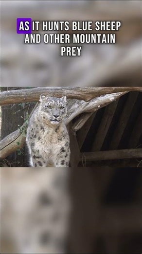 Top Ten Creatures of the Himalayas: The Snow Leopard