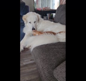 Great Pyrenees Loves Orange Kitten