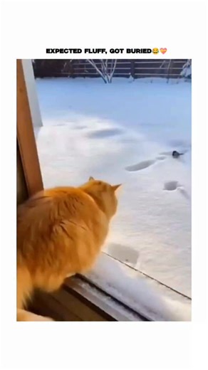 Creative Zack on Instagram: "The post shares a short video of an orange tabby cat leaping from a porch into what appears to be shallow snow, only to sink into a deep hole and emerge with a startled expression, capturing a classic "fail" moment for viral appeal. Released on December 26, 2025, by @llandoniffirg —a Canadian account mixing MAGA commentary with humor—it garnered over 20,000 likes and 3,600 reposts within hours, reflecting strong holiday-season engagement for wholesome pet content. Re
