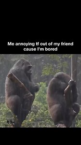 Between stimulus and response there is a space. In that space is our power to choose our response. In our response lies our growth and our freedom. It’s funny to do ngl • follow- monkeque • • •video from @limbewildlifecentre • • tags: #monkey #monkeys #cutemonkey #monke #monkes #skibidibbydibyodadubdubyodadubdubskibidibbydibyodadubdubyodadubdub #funny #monkeymeme #monkeyfact #fact #funfact #learning #monkeymonday #funkymonkeyfriday #funnymonkey #monkeyseemonkeydo #memes #orangutan #ape #primate 