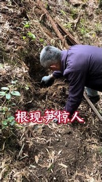Bamboo shoot harvesting amazing #Agriculture #RuralLife #Outdoor #DiggingBambooShoots