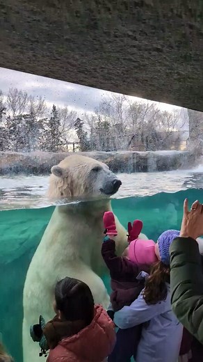 Polar bears! They're new in the Canadian wilds, at the Wilder Institute/Calgary Zoo. It fully opens to everyone on December 1st. #zoo #calgaryzoo #polarbears #wilderinstitutecalgaryzoo #fyp #polarbear #cuteanimals #pyf