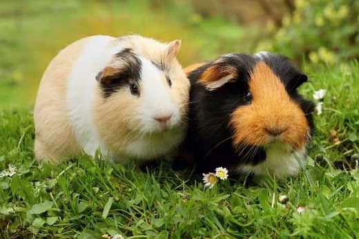 13 Strange Guinea Pig Behaviors Explained In-Depth