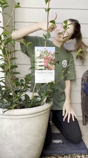 1.4K views · 16 reactions | Embrace fall with October Magic Camellias ✨ Transform ordinary containers into extraordinary autumn masterpieces! Vibrant hues, lush foliage, and endless beauty  Your garden’s next showstopper awaits!  | Southern Living Plant Collection | Facebook