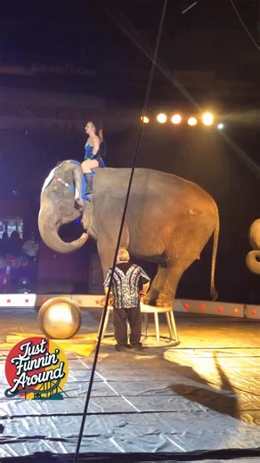 Untold Stories on Instagram: "A lively circus show inside a colorful big-top tent. An elephant is balancing carefully on a large circus ball, while a smiling young circus performer girl sits safely on the elephant’s neck, holding onto a decorative harness. The audience around them is cheering and clapping, with bright lights, streamers, and vibrant circus decorations. The mood is joyful, energetic, and whimsical. #circus #elephantshow🐘 #whimsical"