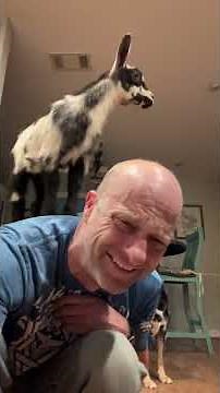 What life is like in the morning with bottle baby #goat kids