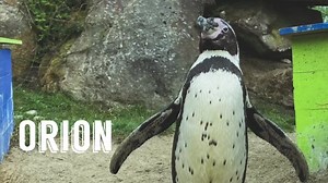 Introducing Penguin Island 🏝 💕 The all new dating show… for PENGUINS 🐧 Join us throughout this series and get involved; who’s your favourite couple, your best bits and who steals your heart ❤️ Follow the islands events by checking in on our socials 🐧 #PenguinIsland #MeetTheColony | Peak Wildlife Park