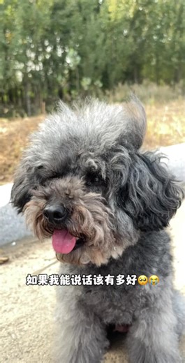 犬と人間の絆：恩返しする小さな霊的存在