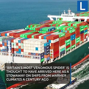 Warning issued over fears 'dangerous' false widow spiders could invade UK homes after multiplying in heatwave | Teesside Live