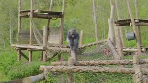 The gorillas in Paignton Zoo were so loved and cherished by one of our hospice patients - former Mayor of Torbay Ann Williams - that before she died it was her final wish to see them. Although Ann was too unwell to leave the Inpatient Unit to visit the zoo, Rowcroft’s Healthcare Assistant Kieron George came up with a wonderful plan to make her wish come true. With the support of Paignton Zoo, Ann was surprised with her very own video of the gorillas which she played over and over on a loop. Rece