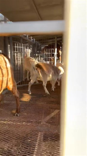 24K views · 1.5K reactions | Final load up for the trailer squad. #pumpkinpatch #rioranchopumpkinpatch #albuquerquepumpkinpatch #newmexicopumpkinpatch #gallopinggoatpumpkinpatch #cowboymax | Galloping Goat Pumpkin Patch | Facebook