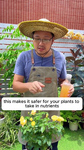 How to use orange peels as watering water correctly #gardeningcommunity #gardenloversclub #gardenaddict #gardeners #gardenerslife | Gardening Ideas