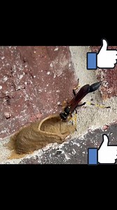 Insects are too smart look what are they doing | Chris Munemo