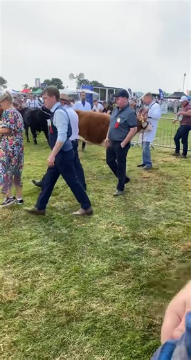 Dawn Meats Heifer Championship at Tullamore Show | Thatsfarming.com