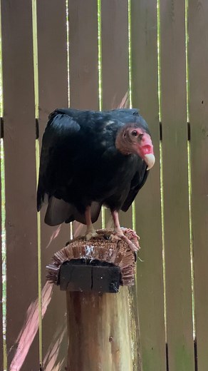 2.3K views · 123 reactions | You may see Turkey Vultures soaring high...