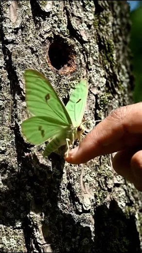 This Giant Green Moth Will Take Your Breath Away!