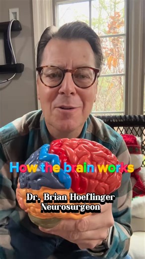 Learn how the lobes of the brain work with a fun little story. Share with your kids #brain #learningisfun #fyp | Dr. Brian Hoeflinger, MD